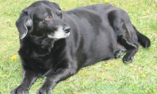 Overweight black dog lying on grass