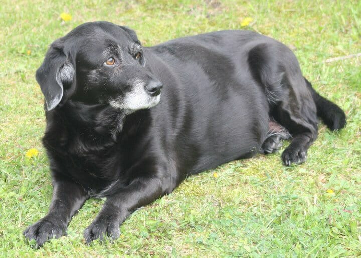 Overweight black dog lying on grass