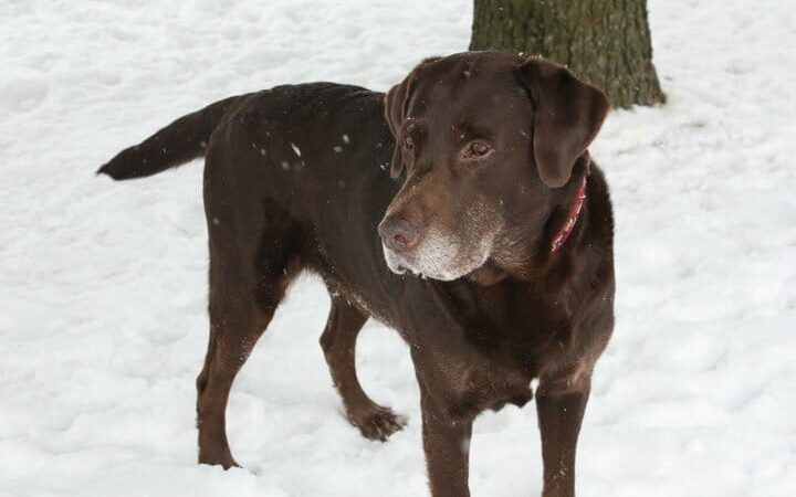 Chocolate labrador retriever standing in snow