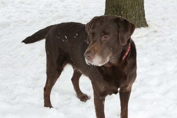Chocolate labrador retriever standing in snow