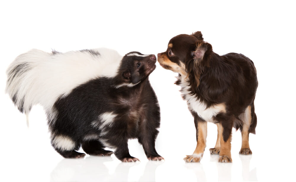 Skunk and dog sniffing each other
