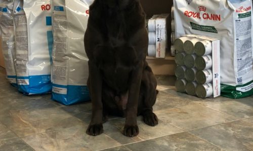 Easton the chocolate lab playing the cup game