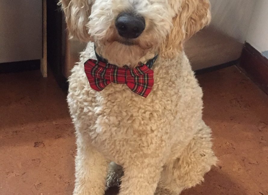 Gordie the poodle sitting and wearing a red bow