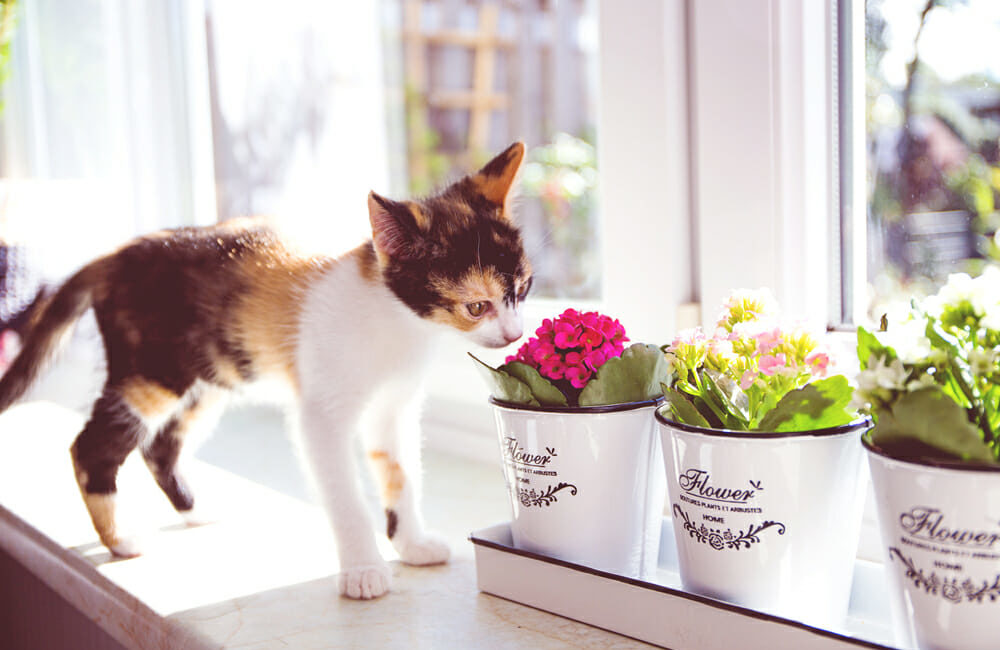 Cat sniffing flowers