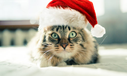 Cat wearing a Santa hat