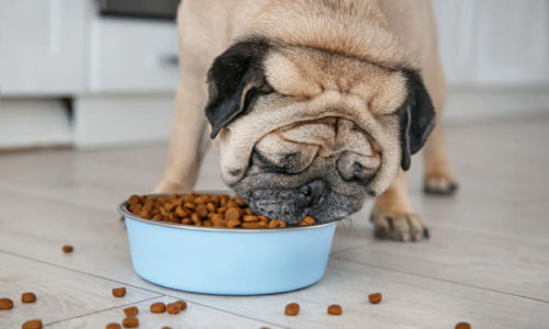 Dog eating dog kibble from a bowl