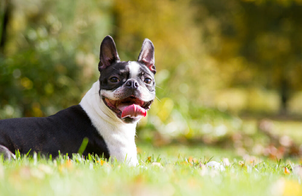 Dog lying in grass and sticking its tongue out