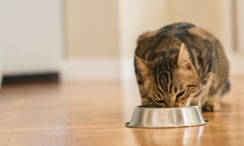 Cat eating out of a metal bowl