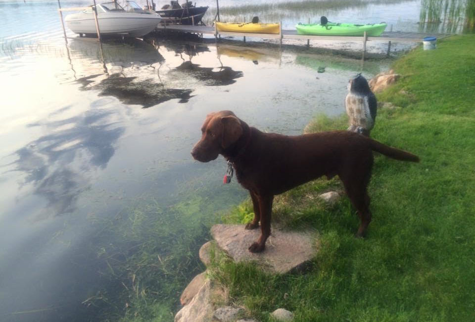 Easton the dog standing by the lake