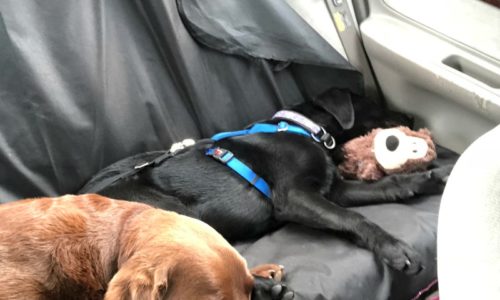Two dogs sleeping in the back seat of a car