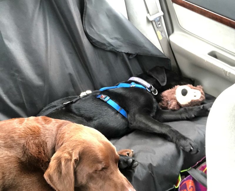 Two dogs sleeping in the back seat of a car
