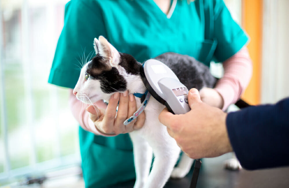 Hand holding a microchip scanner in front of a veterinarian holding a cat
