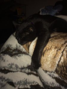 Black cat sleeping on a blanket