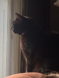 Cat looking out the window