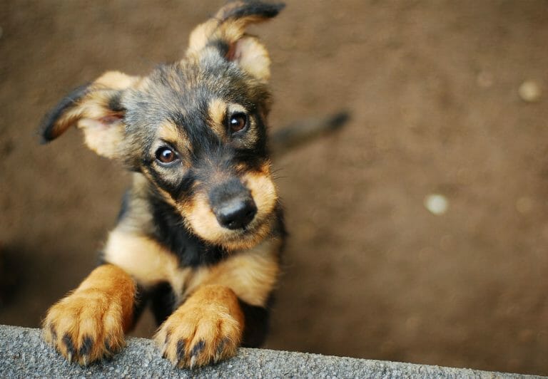 Cute puppy standing up