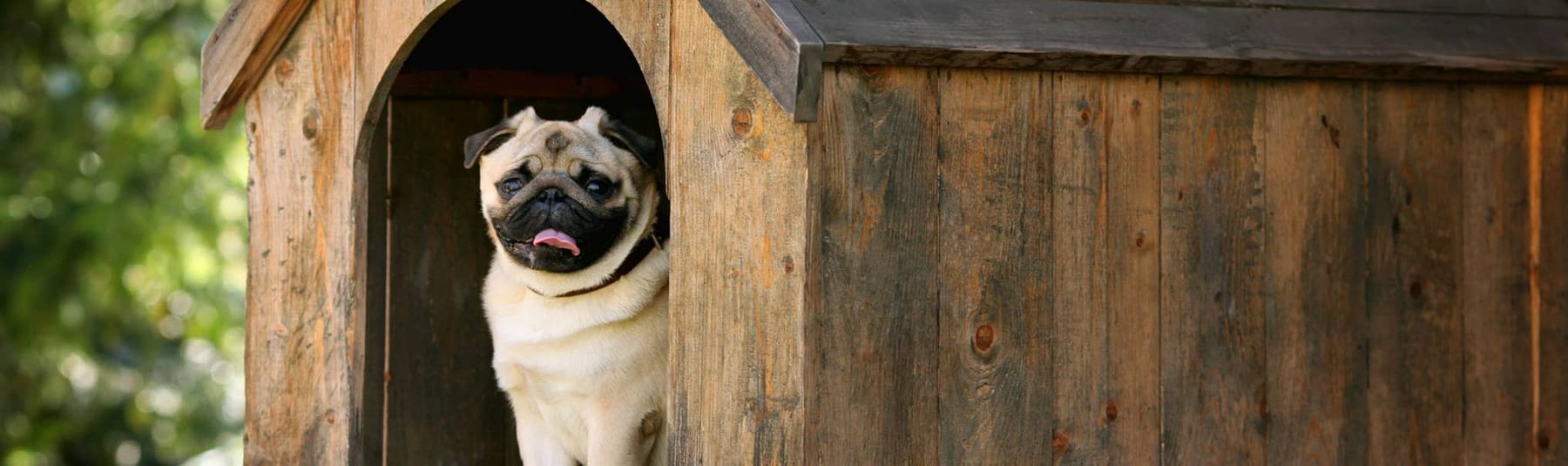 Happy pug sitting in a dog house