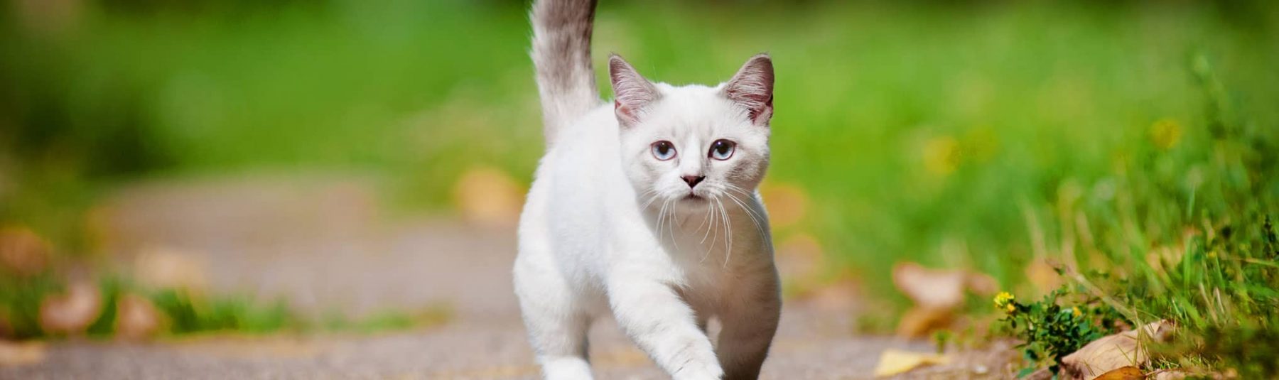 White cat walking on a path