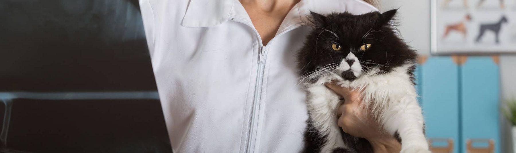 Veterinarian holding a black and white cat