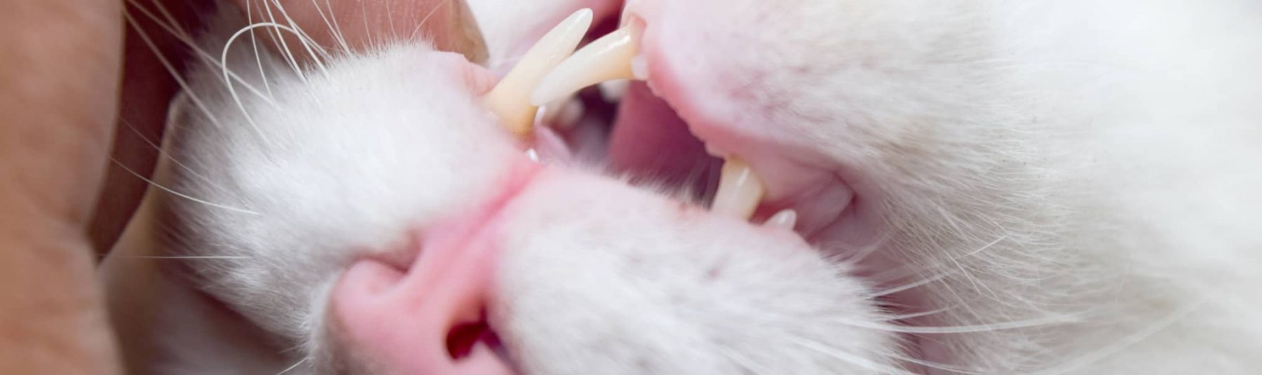 Upside down view of the mouth of a cat