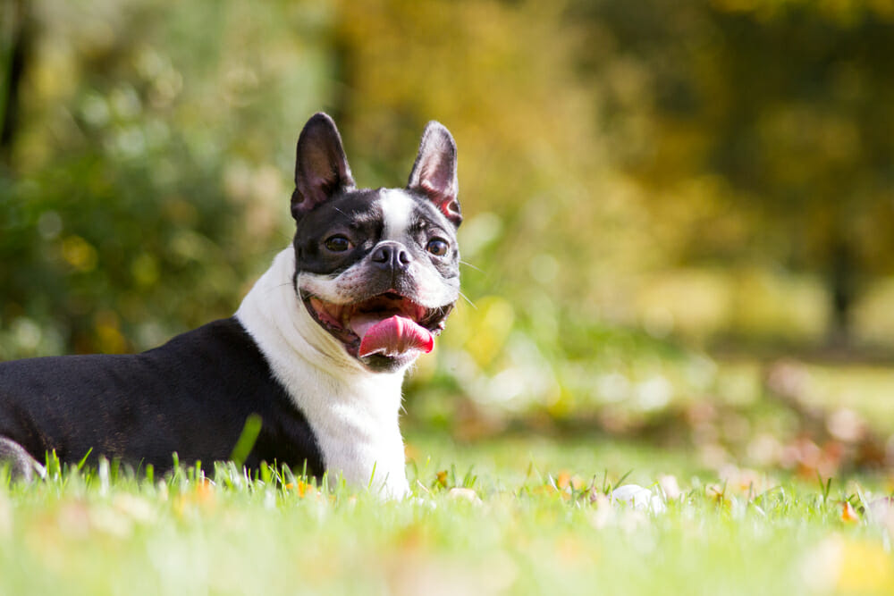 Dog lying in grass and sticking its tongue out