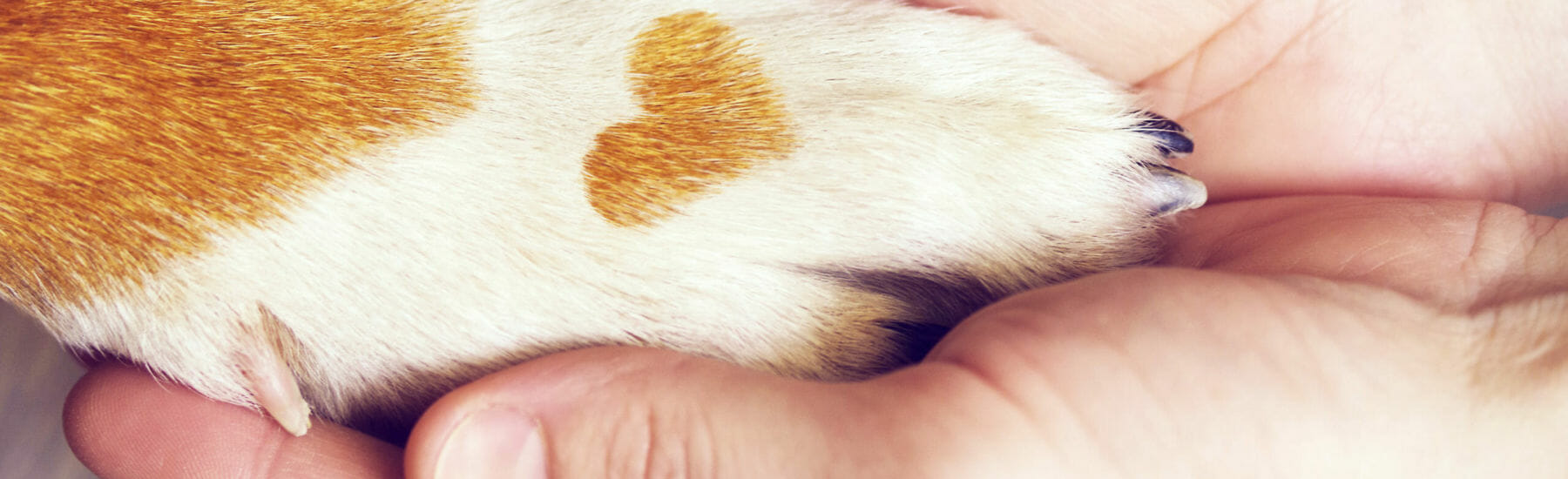 Human hands holding dog paw with a heart on the fur